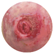 flush stoma